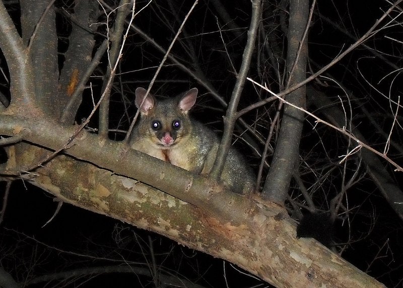 possum 1.jpg -  